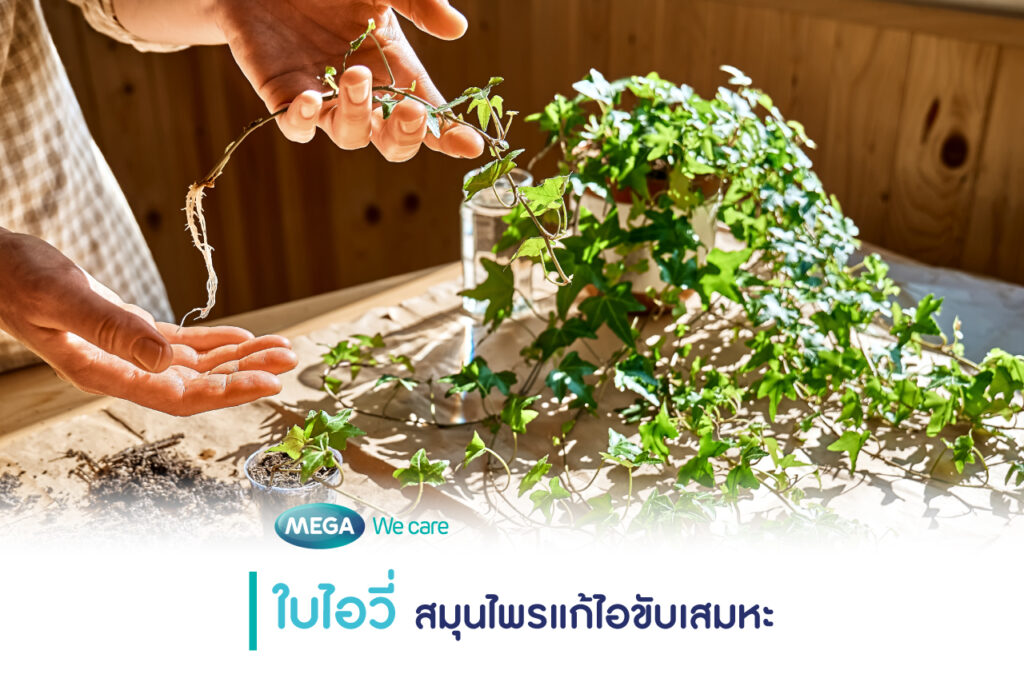 ใบไอวี่ สมุนไพรแก้ไอขับเสมหะ