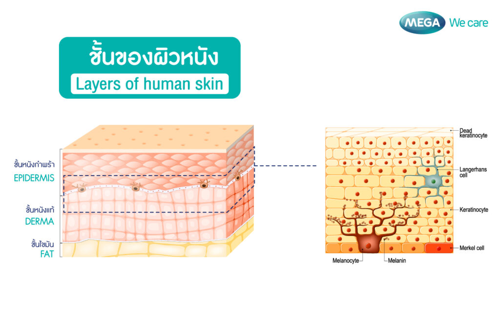 กลูต้าไธโอน บำรุงผิว