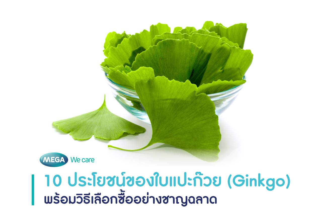 ประโยชน์ใบแปะก๊วย วิธีกิน