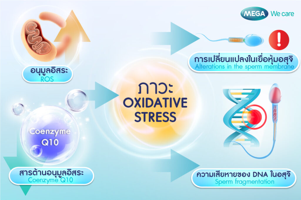 มีบุตรยาก กับภาวะ Oxidative Stress