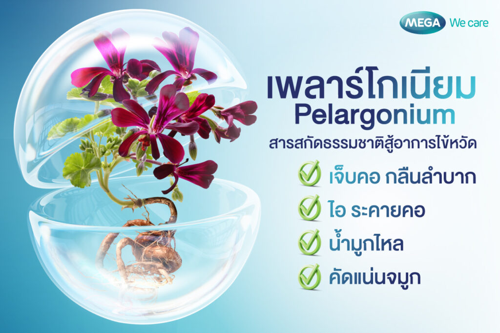 เพลาร์โกเนียม Pelargonium สรรพคุณทางยา แก้เจ็บคอ ไอ